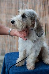 Pbgv dog (Petit basset griffon vendèen) sitting on a blue pillow