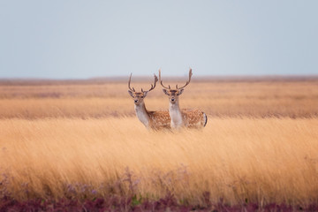 Fototapety  Red deer in wild nature, beautiful steppe landscape with herd of deer (Cervus Elaphus). Stag with large branched horns running through marshland. Dzharylhach island, national nature park, Ukraine