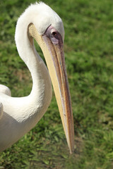 portrait of pelican