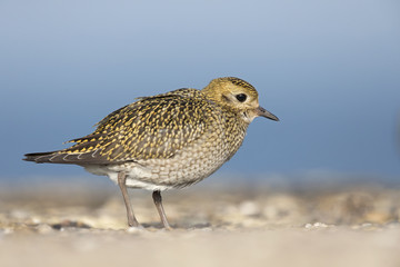 An European golden plover (Pluvialis apricaria) walking and foraging in the morning sun on the Island Heligoland.