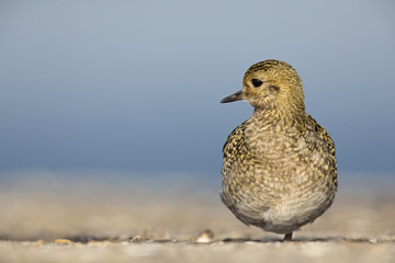 An European golden plover (Pluvialis apricaria) stretching its neck in the morning sun on the Island Heligoland- With golden coloured feathers 