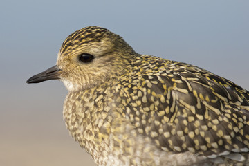 A Close-up of an European golden plover (Pluvialis apricaria) resting in the morning sun on the Island Heligoland- With golden coloured feathers 