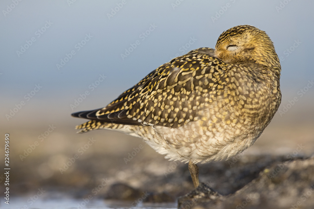 Wall mural An European golden plover (Pluvialis apricaria) resting in the morning sun on the Island Heligoland- With golden coloured feathers 