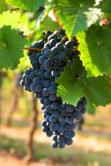 Naklejka premium Weintraube, Rebsorte, Rebe, Traube, Pfalz, Rheinland-Pfalz