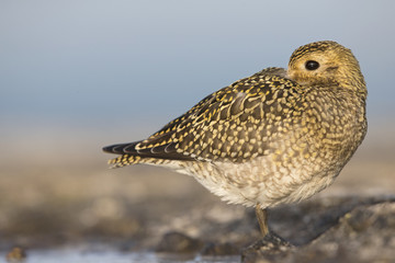 An European golden plover (Pluvialis apricaria) resting in the morning sun on the Island...