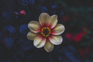 Bright flower with dark / black background, wet in the rain