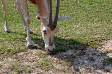 antelope in zoo