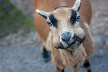 portrait of a goat