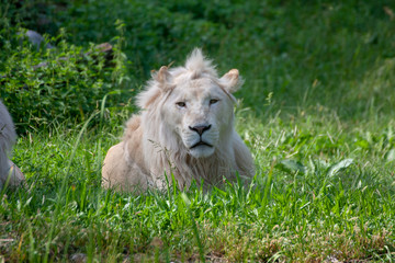 male lion