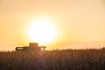 Fototapeta na wymiar Combine harvester machine working in corn field at sunset. Multi purpose thresher tracktor gathering crop in beautiful sunlit area