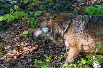Nahaufnahme eines männlichen Wolfes in seinem Revier, Deutschland