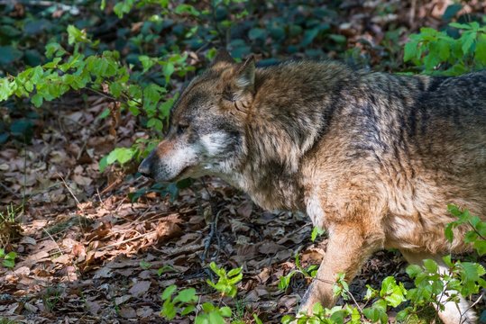 Nahaufnahme eines m&auml;nnlichen Wolfes in seinem Revier, Deutschland
