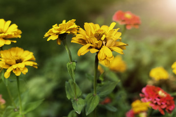 Zinnia Autumn flower design. In warm sunlight