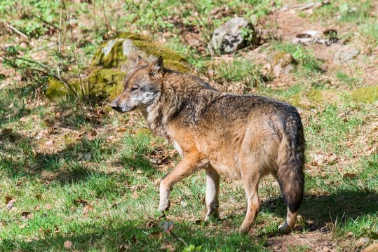 Nahaufnahme eines m&auml;nnlichen Wolfes in seinem Revier, Deutschland
