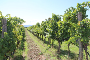 Fototapeta na wymiar Rows of vines