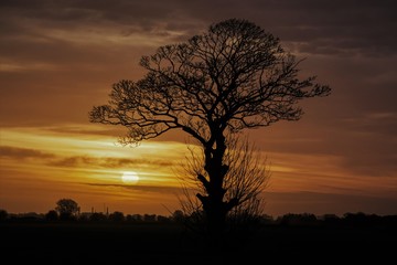Winter Tree Silouette at Sunrise