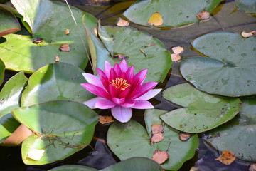 water Lily on the pond 