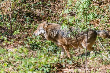 Nahaufnahme eines männlichen Wolfes beim Urinieren und Revier markieren, Deutschland