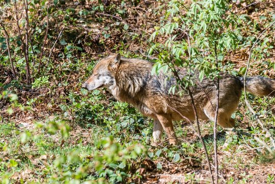 Nahaufnahme eines m&auml;nnlichen Wolfes beim Urinieren und Revier markieren, Deutschland