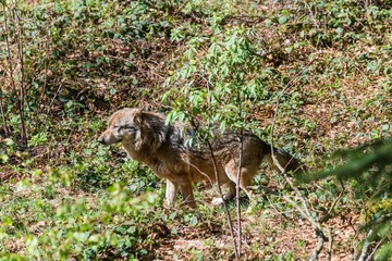 Nahaufnahme eines männlichen Wolfes beim Urinieren und Revier markieren, Deutschland