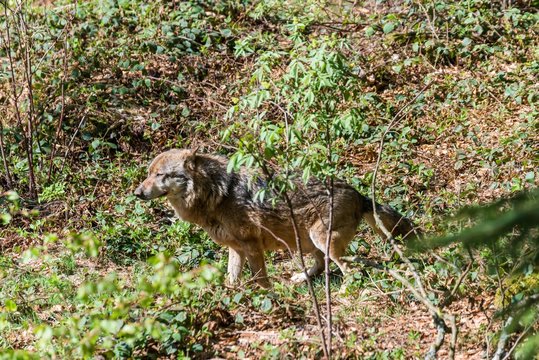 Fototapeta Nahaufnahme eines männlichen Wolfes beim Urinieren und Revier markieren, Deutschland