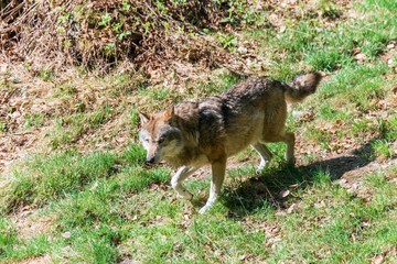 Nahaufnahme eines männlichen Wolfes in seinem Revier, Deutschland