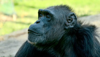 Chimpanzee