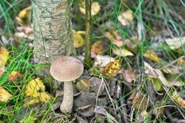 Beautiful mushroom grew up in autumn forest in the grass under a tree