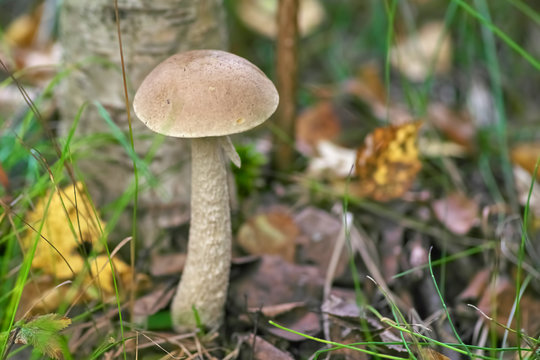 Beautiful mushroom grew up in autumn forest in the grass under a tree