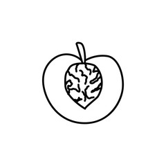 Peach, nectarine fruit with seed. Line vector icon