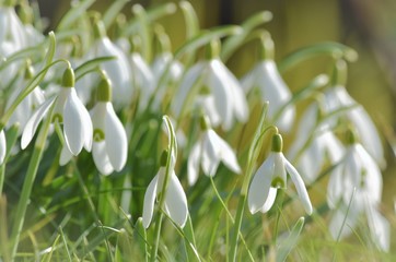 Snowdrops