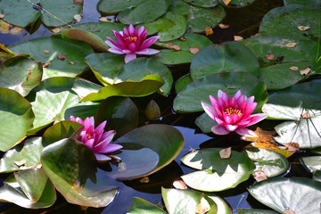 water Lily on the pond 