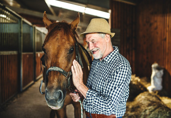 A senior man with a hat standing close to a horse in a stable, holding it.