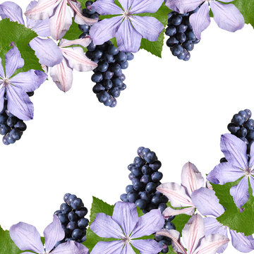 Beautiful background of blue grapes and clematis 
