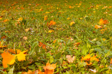 grass with fallen autumn leaves