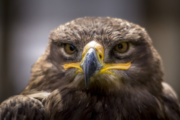 Portrait of an eagle in Feldberg Germany
