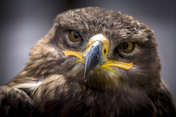 Portrait of an eagle in Feldberg Germany