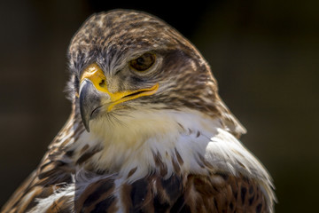 Portrait of a falcon in Feldberg Germany