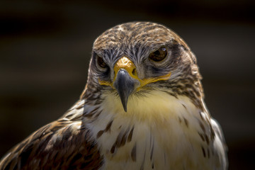 Portrait of a falcon in Feldberg Germany