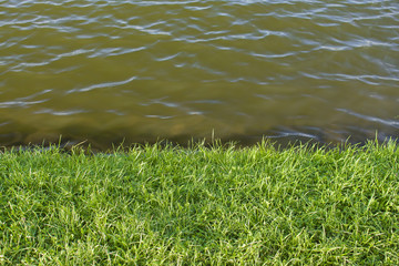 the shore of the lake is covered with green lawn grass