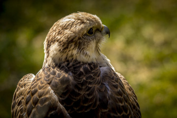 Portrait of a falcon in Feldberg Germany