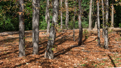 Obraz premium Trees and gardens at South Park in city of Sofia, Bulgaria