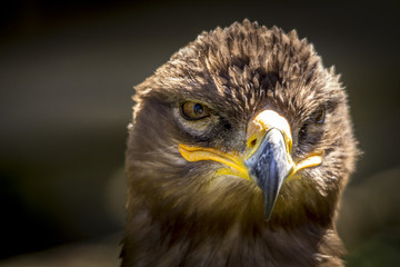 portrait of an eagle