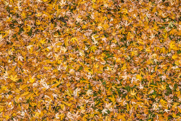 Yellow autumn leaves texture background