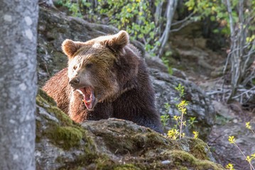 Braunbär auf streift durch sein Revier, Deutschland 