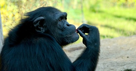 Chimpanzee
