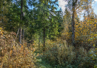 forest in autumn