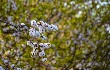 white flowers in spring