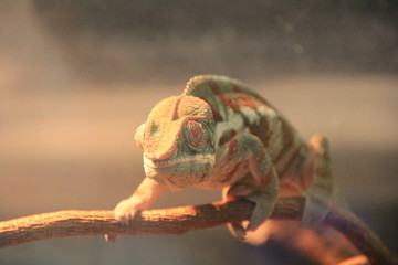 左右別に動く目で周囲をうかがうカメレオン © misumaru51shingo