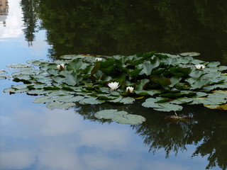 Waterfowl on the lake